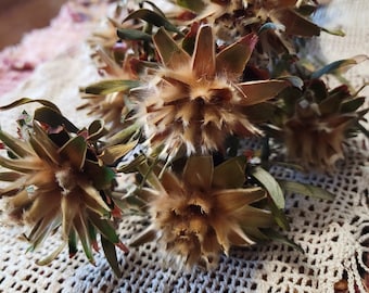 Plumosum Female Green Dried Flora para realzar el ambiente de cualquier hogar