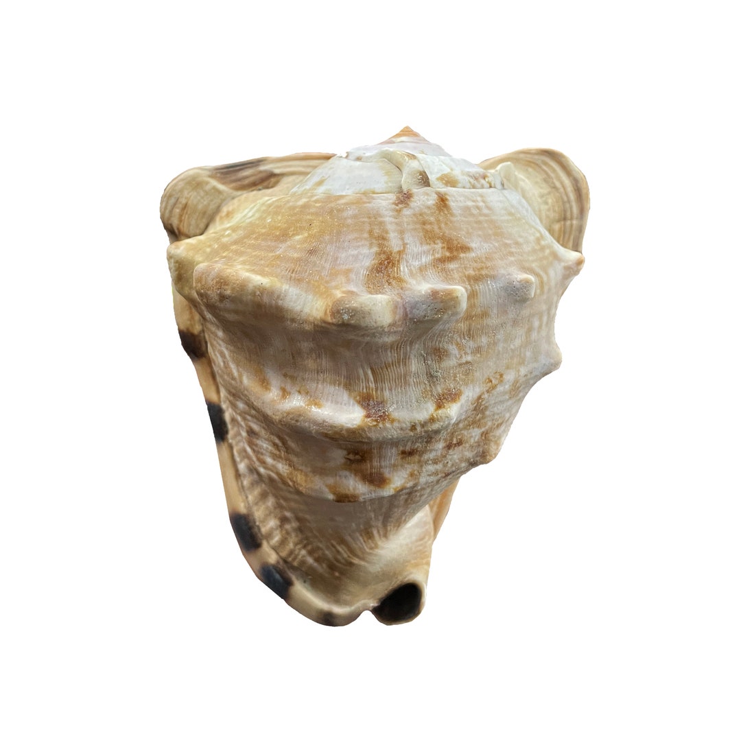 King Helmet Shell - Etsy