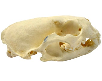 Authentic Otter Skull