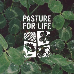 Puede incluir: Un logotipo gr&aacute;fico blanco con el texto PASTURE FOR LIFE sobre una cuadr&iacute;cula cuadrada que contiene cuatro ilustraciones: l&iacute;neas abstractas, un tr&eacute;bol de cuatro hojas, una flor y una cabeza de vaca, sobre un fondo de hojas de tr&eacute;bol verdes con roc&iacute;o.