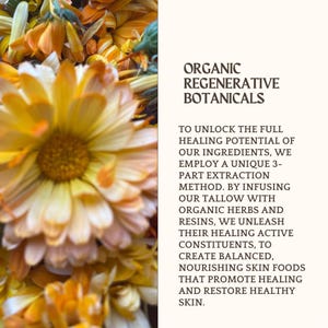 Puede incluir: Un grupo de flores de cal&eacute;ndula de color naranja y amarillo brillante junto a un panel blanco con texto marr&oacute;n oscuro que dice: ORGANIC REGENERATIVE BOTANICALS. TO UNLOCK THE FULL HEALING POTENTIAL OF OUR INGREDIENTS, WE EMPLOY A 3-PART METHOD.