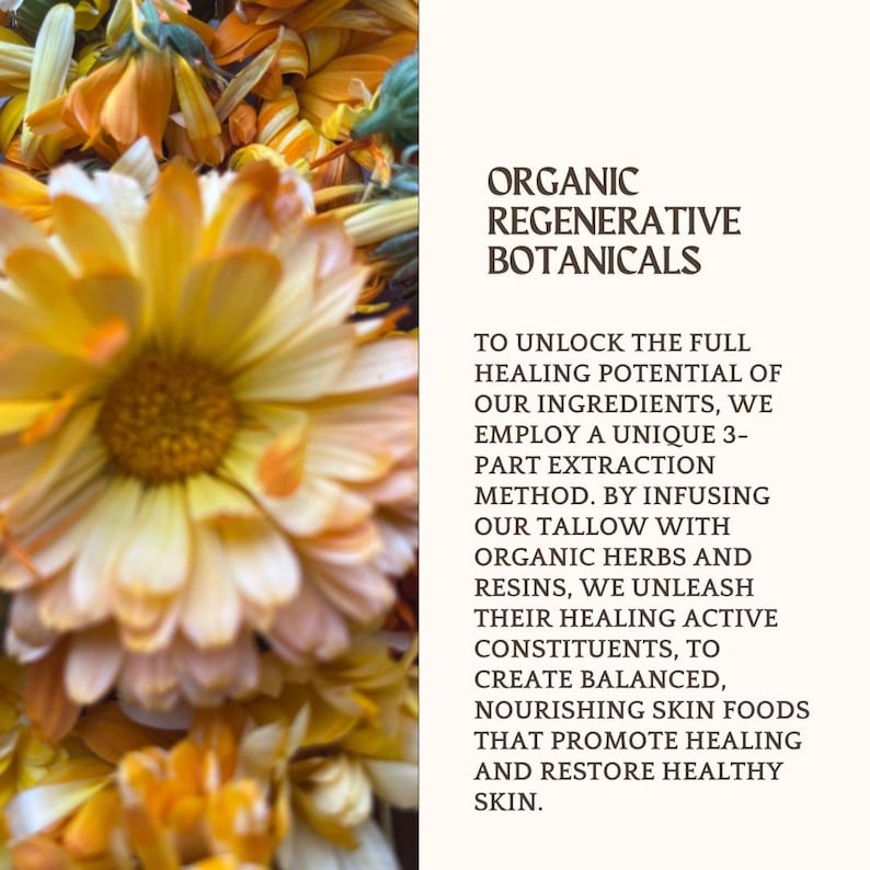Puede incluir: Un grupo de flores de cal&eacute;ndula de color naranja y amarillo brillante junto a un panel blanco con texto marr&oacute;n oscuro que dice: ORGANIC REGENERATIVE BOTANICALS. TO UNLOCK THE FULL HEALING POTENTIAL OF OUR INGREDIENTS, WE EMPLOY A 3-PART METHOD.