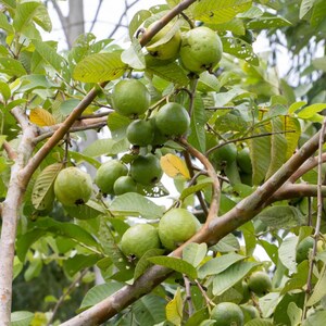 Guava Seed Oil, Organic, Cold Pressed, Unrefined, Natural image 4