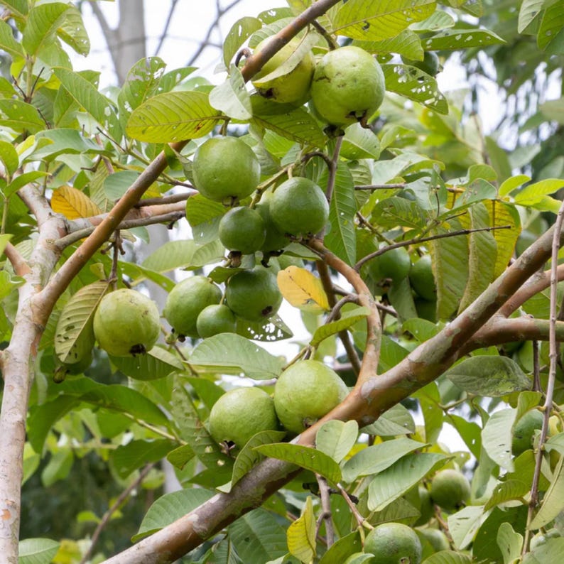 Guava Seed Oil, Organic, Cold Pressed, Unrefined, Natural image 4