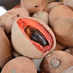 Mamey Sapote Seed Butter, Cold Pressed, USDA Certified Organic, Unrefined, 100% Pure, Natural image 4