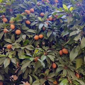 May include: A tree laden with brown sapodilla fruit. The sapodilla fruit is a tropical fruit with a sweet, brown flesh.