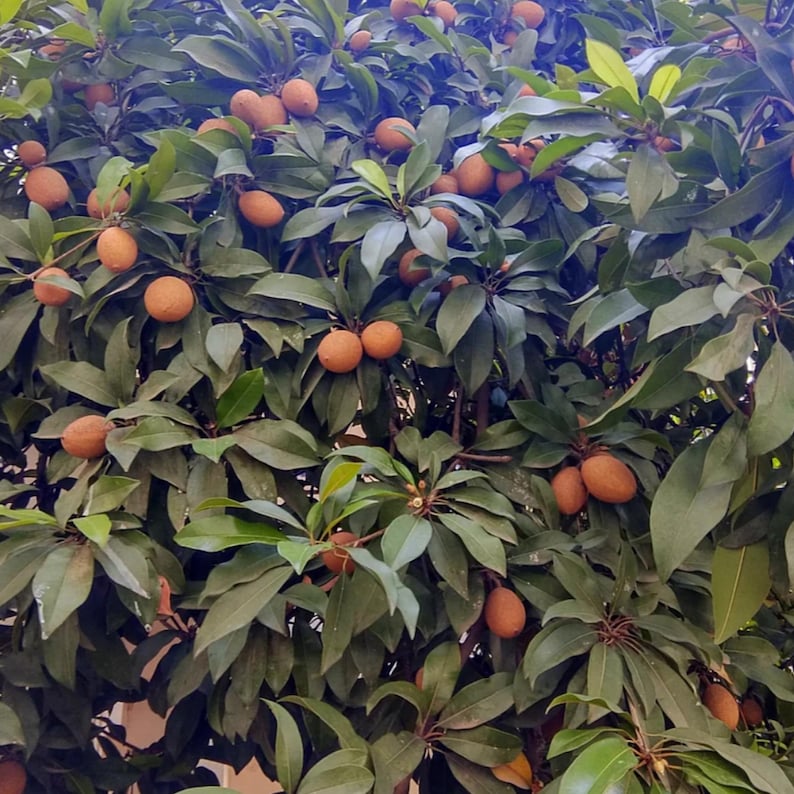 May include: A tree laden with brown sapodilla fruit. The sapodilla fruit is a tropical fruit with a sweet, brown flesh.