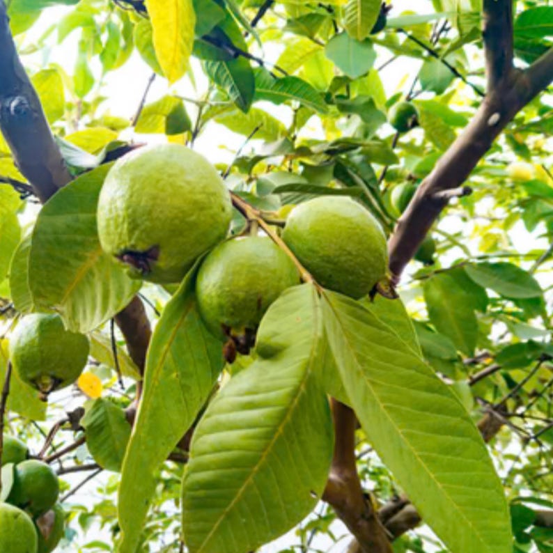 Guava Seed Oil, Organic, Cold Pressed, Unrefined, Natural image 5