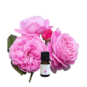 Organic Rose de Mai Absolute Oil: 100% Pure Rosa Centifolia