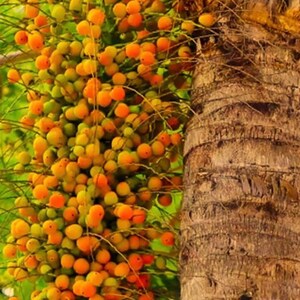 Puede incluir: Primer plano de un tronco de palmera con un racimo de frutos peque&ntilde;os, redondos, naranjas y amarillos. Las frutas est&aacute;n densamente empaquetadas, colgando de ramas verdes. El tronco del &aacute;rbol es marr&oacute;n y texturizado.