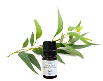 Ätherisches Eukalyptus Globulus Öl, organisch, rein, natürlich