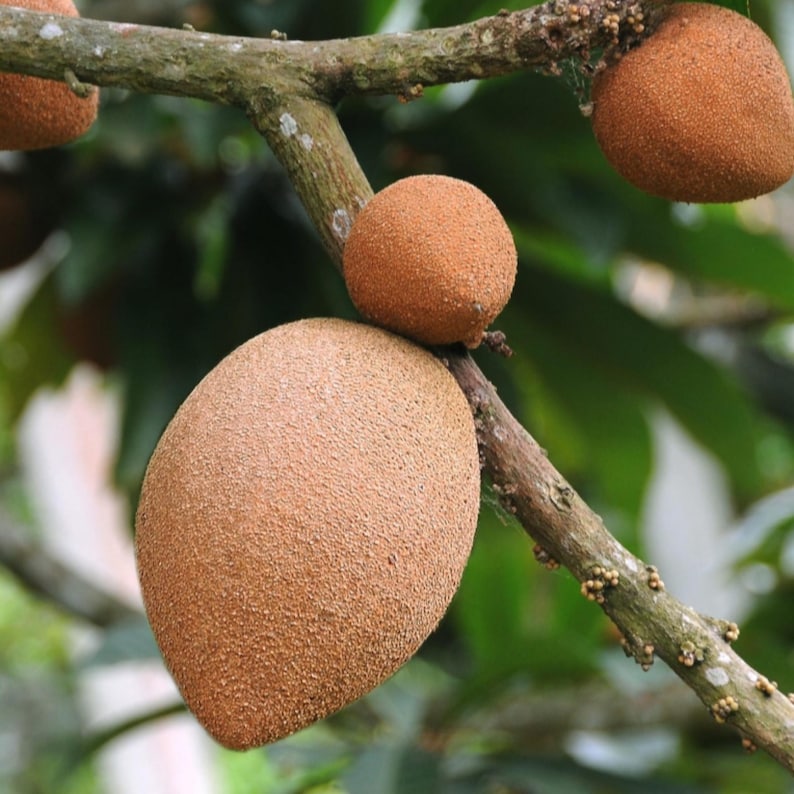 May include: Close-up of brown sapodilla fruit hanging from a branch. The fruit has a rough, textured skin and is oval-shaped.