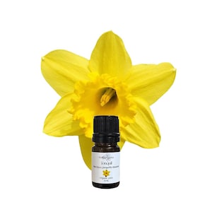 May include: A vibrant yellow daffodil flower next to a small bottle of essential oil. The bottle has a black cap and a white label with text that reads "Jonquil Narcissus Jonquille Absolue". The label also features a small daffodil illustration.