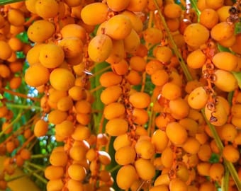 Ojon Oil, Caiaue Oil, Organic, Cold Pressed, Unrefined, Natural