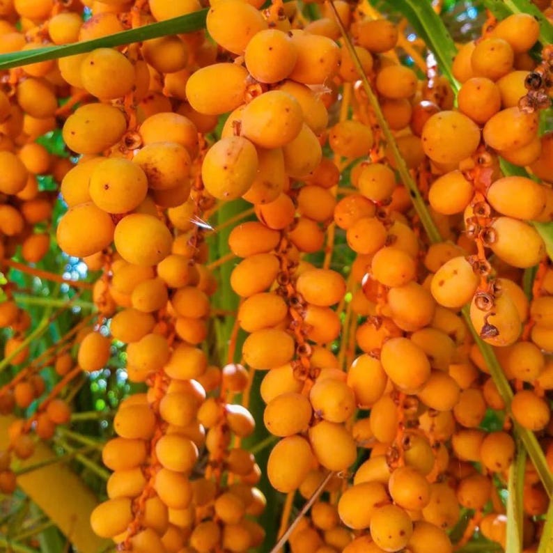 Puede incluir: Primer plano de un racimo de d&aacute;tiles maduros, de color amarillo dorado, colgando de una rama de palmera. Los d&aacute;tiles tienen forma ovalada y est&aacute;n densamente empaquetados, con algunas hojas verdes visibles en el fondo. La imagen captura la textura y el color naturales de la fruta.