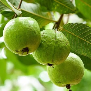 May include: Three green guavas hanging from a tree branch with green leaves.