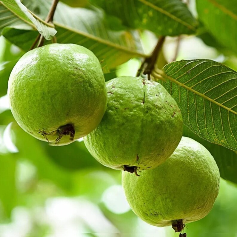 May include: Three green guavas hanging from a tree branch with green leaves.