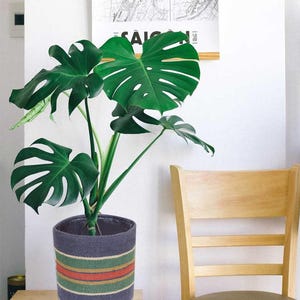 Puede incluir: Una planta de Monstera en maceta con hojas grandes, verdes y divididas en una maceta tejida azul con rayas rojas, verdes y doradas. La planta está sobre una pequeña mesa de madera junto a una silla de madera. La maceta mide unos 25 cm de diámetro.