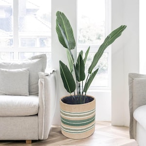 May include: A large potted plant with broad, green leaves. The plant is in a cylindrical woven basket with horizontal stripes of green and white. The basket is placed next to a light-coloured sofa and a window.