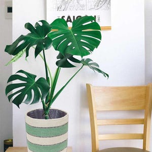 May include: A potted Monstera plant with large, vibrant green leaves. The plant is in a cylindrical pot with horizontal stripes of green and off-white. The pot sits on a small wooden table, with a wooden chair in the background.