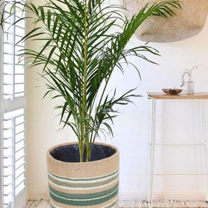 May include: A green houseplant in a beige woven planter with green and white stripes. The planter is on a woven rug. A straw tote bag hangs on the wall. The room has a natural, neutral aesthetic.