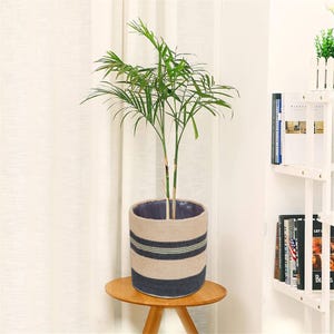 Puede incluir: Una planta en maceta con largas hojas verdes en una maceta a rayas beige y azul marino. La maceta está sobre una pequeña mesa redonda de madera. La planta está en el interior, cerca de una cortina blanca y una estantería.