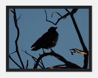 Australian Bird Print | Nature Wall Art