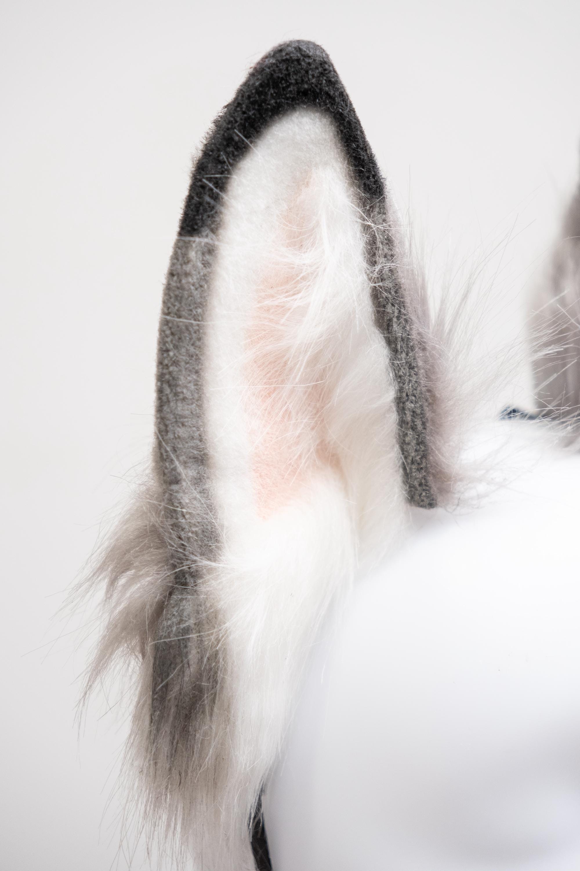 Gray Fox Ears With Black Tips, Fennec Fox Ears, Cosplay Anime Headwear ...