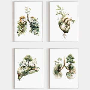 以下が含まれることがあります： 人間の臓器の植物画を描いた、額入りの水彩画4枚。肺、心臓、肝臓、もう一組の肺が描かれており、それぞれに木や葉が描かれ、白い背景に配置されています。
