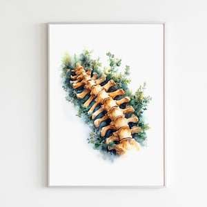 Spine Vertebrae Watercolor Wall Art Print, Physical Therapist Gifts, Chiropractic Painting, Human Anatomy Artwork, Somatic Doctor Clinic
