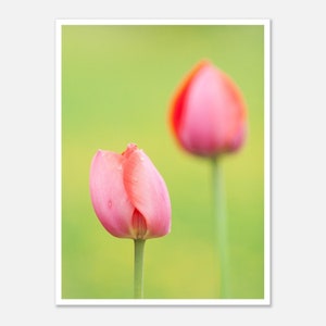 Garden tulips - Tulipa gesneriana