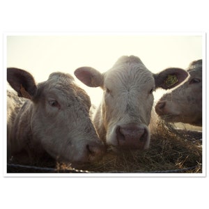 Portrait de vaches au foin, Bourgogne, France