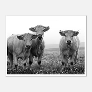 Cows, Burgundy, France