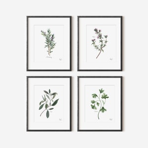 Herbs Set of 4 Watercolor Art Prints | Rosemary Thyme Sage Cilantro | Herbal Painting Set | Neutral Dining Room Gallery Wall | Kitchen Decor