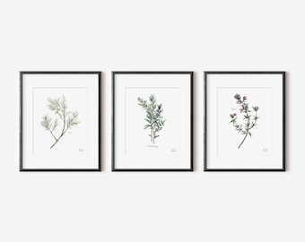 Herbs Set of 3 Watercolor Art Prints | Dill Rosemary Thyme | Herbal Painting Set | Neutral Dining Room Gallery Wall | Kitchen Decor