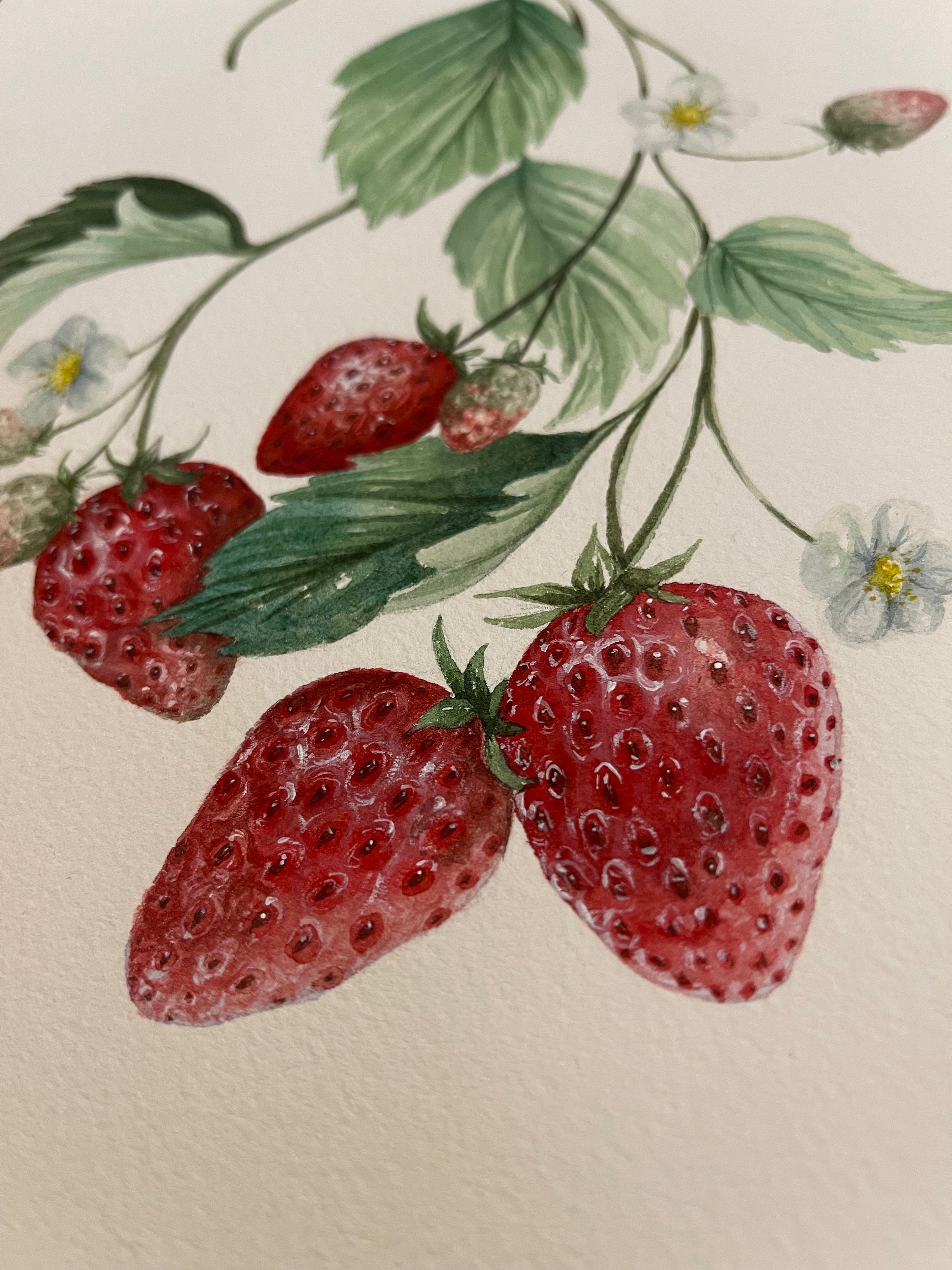 Watercolor Painting Print With Strawberries and White Flowers Wall Art ...