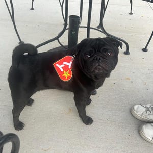 May include: A black pug dog wearing a red and yellow TY tag. The dog is standing on a concrete surface near a black metal table and a person's legs and feet. The dog is looking at the camera.