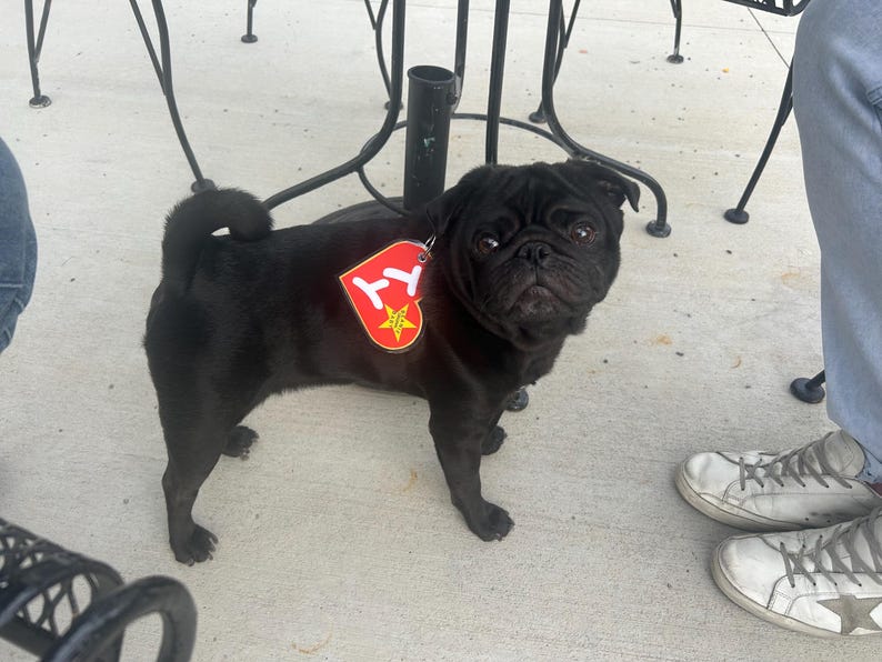 May include: A black pug dog wearing a red and yellow TY tag. The dog is standing on a concrete surface near a black metal table and a person's legs and feet. The dog is looking at the camera.