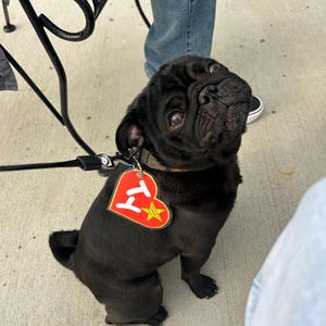 May include: A black pug dog wearing a collar and a red heart-shaped tag with a yellow star. The dog is on a leash and looking up. The dog is sitting on a concrete surface.