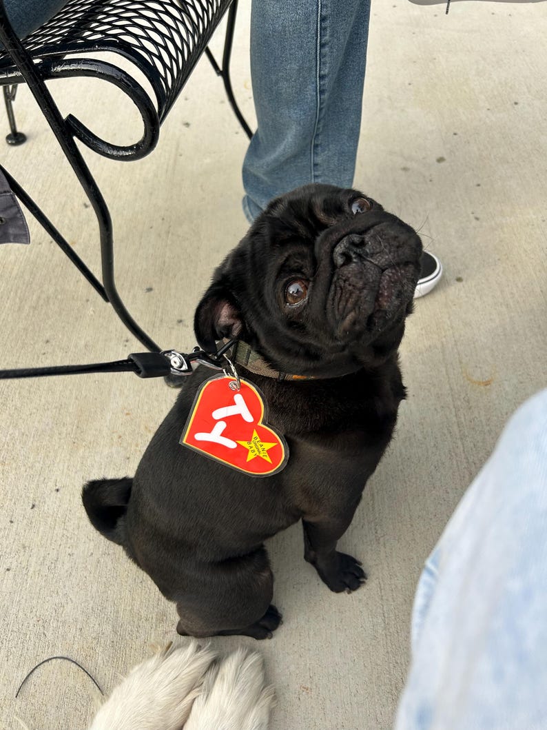 May include: A black pug dog wearing a collar and a red heart-shaped tag with a yellow star. The dog is on a leash and looking up. The dog is sitting on a concrete surface.