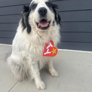 以下が含まれることがあります： 黒と白の模様の大きな犬が、赤いハート型のタグを身につけています。犬は座って笑顔で、口を開けています。タグには白い文字と星があります。