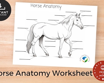 Horse Anatomy Diagram for Young Learners | Homeschool Resource | Horse Camp Resource | Pony Club | Horse Educational Resource