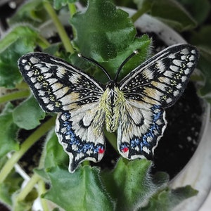 Op de afbeelding: Een geborduurde vlinderpatch met gedetailleerd draadwerk in tinten zwart, wit en lichtgeel. De vleugels vertonen gedetailleerde patronen met blauwe accenten en kleine rode stippen bij de onderranden, compleet met twee dunne voelsprieten.