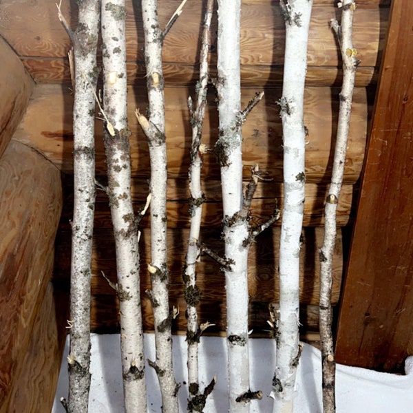 White birch poles