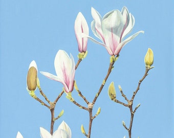 Minuet and Trio, Botanical fine art giclée print, magnolia branches and buds, gift for gardener/plant lover, pink & white blossoms, blue sky