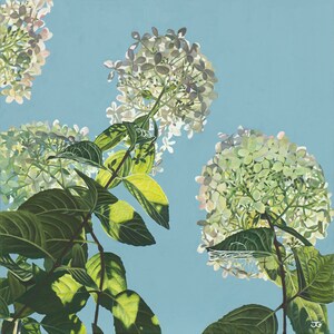 Hydrangea Limelight, limited edition fine art giclée print, gift, plant lover, botanical art, beautiful, painting, sunlight, blue sky, plant