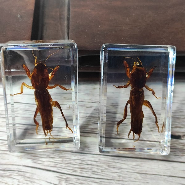 Get 1 Real insect mini cricket Taxidermy In Resin block Charms Transparent small ornaments Dead Bug Oddities Curiosities Home Gothic Artwork