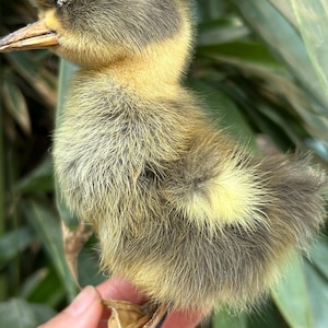 May include: A close-up of a fluffy duckling with yellow and brown feathers. The duckling has a yellow beak and is being held by a person. Green leaves are in the background.