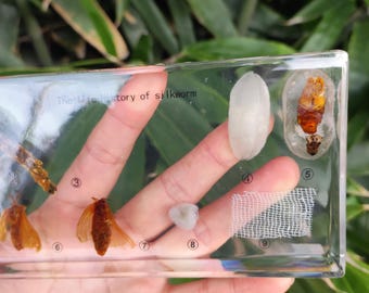 Real crystal A brief history of silkworm growth teaching specimen ,Taxidermy In Resin block Charms,Transparent ,Insect teaching specimens 23