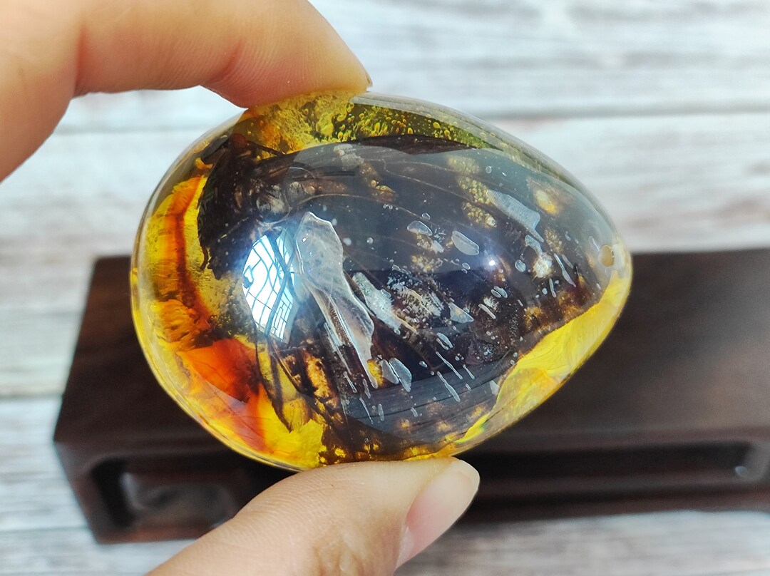 Get 1 Pieces Real Insect Insect Butterfly Taxidermy in Green Resin ...